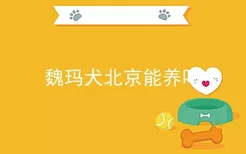 魏玛犬北京能养吗