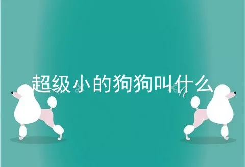 超级小的狗狗叫什么