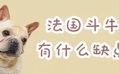 法国斗牛犬有什么缺点