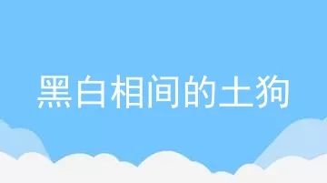 黑白相间的土狗