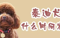 泰迪犬什么时间发情