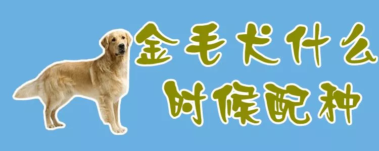 金毛犬什么时候配种1