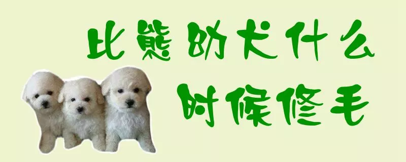 比熊幼犬什么时候修毛1