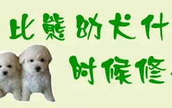 比熊幼犬什么时候修毛