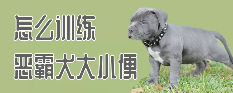 怎么训练恶霸犬大小便