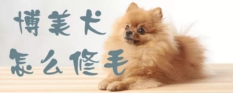 博美犬怎么修毛1