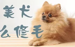 博美犬怎么修毛