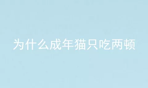 为什么成年猫只吃两顿