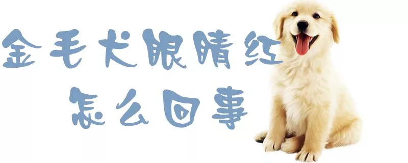 金毛犬眼睛红怎么回事1