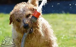 夏天怎么给狗狗洗澡 教你帮不乖的狗狗洗澡
