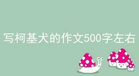 写柯基犬的作文500字左右