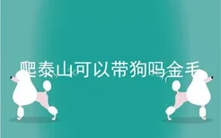 爬泰山可以带狗吗金毛