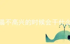 猫不高兴的时候会干什么