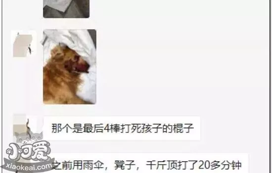 打死金毛犬被刑拘续：媒体称涉案男子打到老人