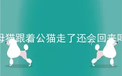 母猫跟着公猫走了还会回来吗