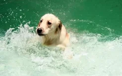 狗狗游泳的好处 快带狗狗去游泳吧