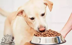 训练狗狗听指令吃东西 避免狗狗乱吃东西