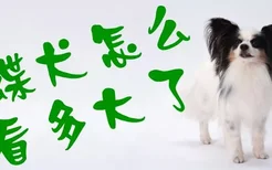 蝴蝶犬怎么看多大了