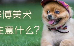 养博美犬要注意什么