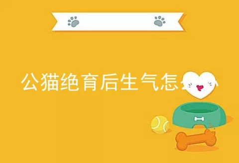 公猫绝育后生气怎么办