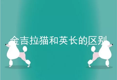 金吉拉猫和英长的区别