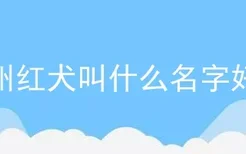 莱州红犬叫什么名字好听