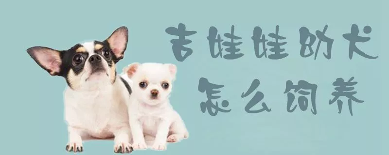 吉娃娃幼犬怎么饲养1