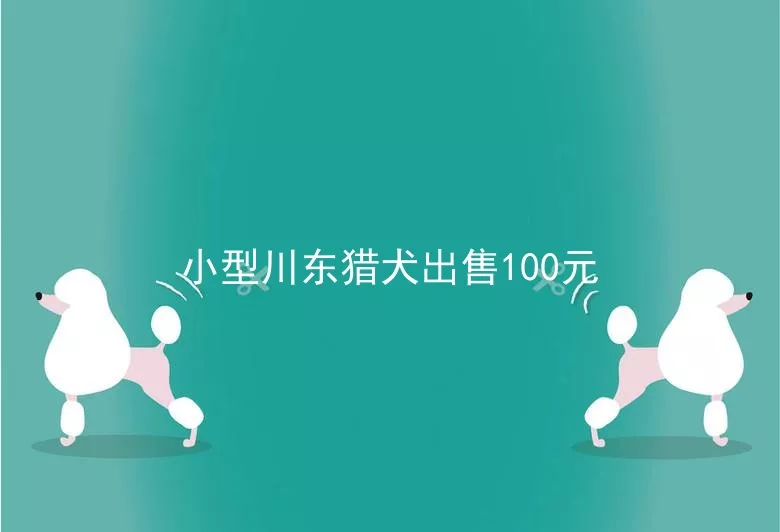 小型川东猎犬出售100元