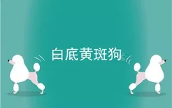 白底黄斑狗