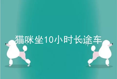 猫咪坐10小时长途车