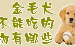 金毛犬不能吃的食物有哪些