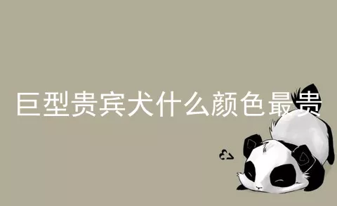 巨型贵宾犬什么颜色最贵