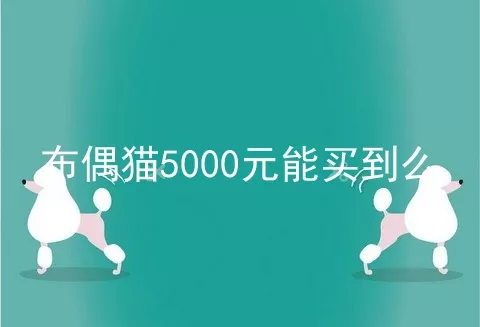 布偶猫5000元能买到么