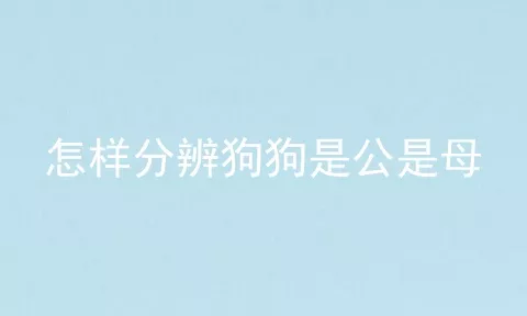 怎样分辨狗狗是公是母