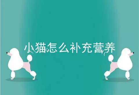 小猫怎么补充营养