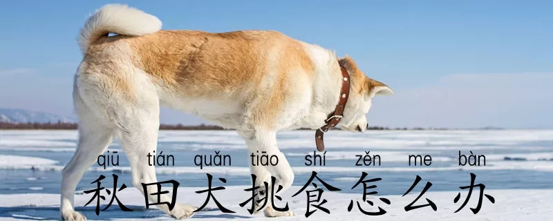 秋田犬挑食怎么办