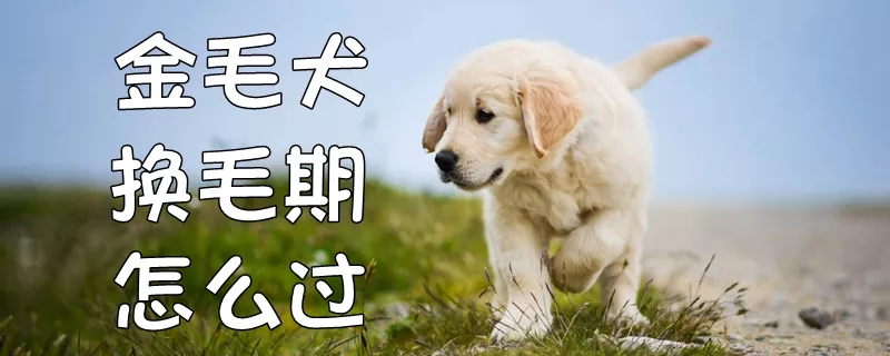 金毛犬换毛期怎么过