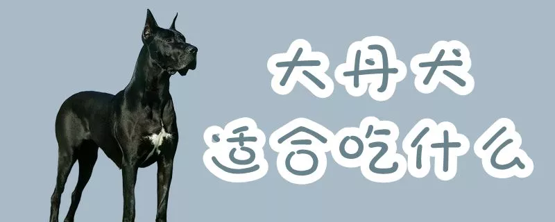 大丹犬适合吃什么