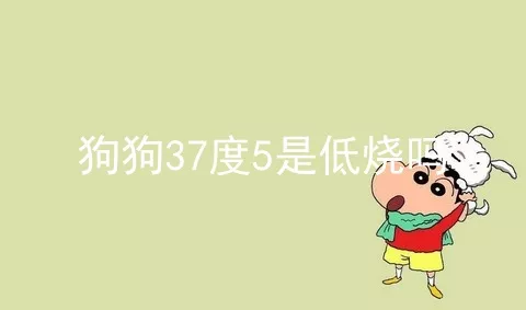 狗狗37度5是低烧吗