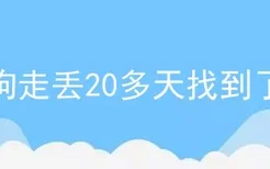 狗走丢20多天找到了