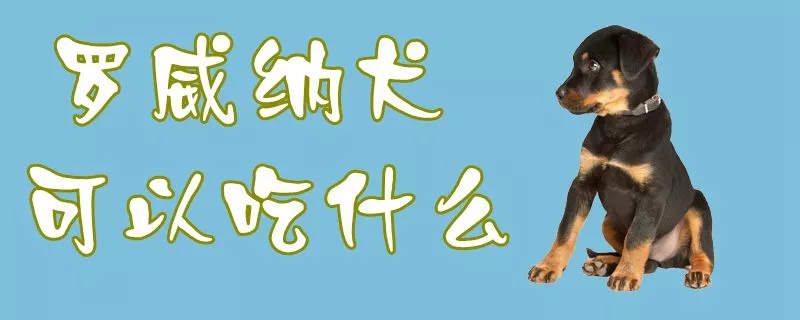 罗威纳犬可以吃什么1