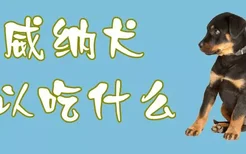 罗威纳犬可以吃什么