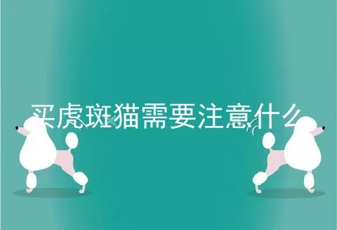 买虎斑猫需要注意什么