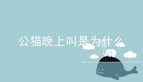 公猫晚上叫是为什么