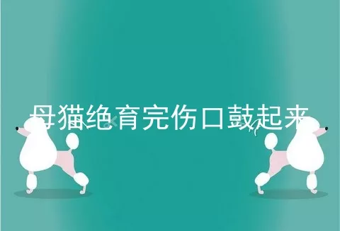 母猫绝育完伤口鼓起来