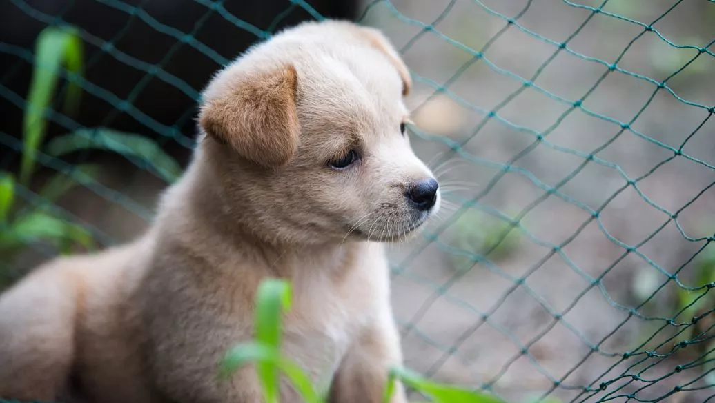 中国警犬是什么品种的狗