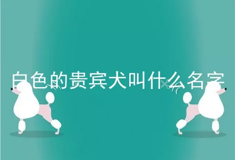 白色的贵宾犬叫什么名字