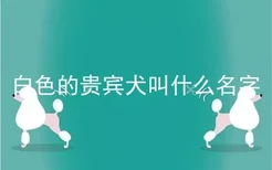 白色的贵宾犬叫什么名字