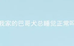 我家的巴哥犬总睡觉正常吗