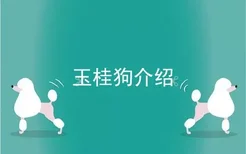 玉桂狗介绍